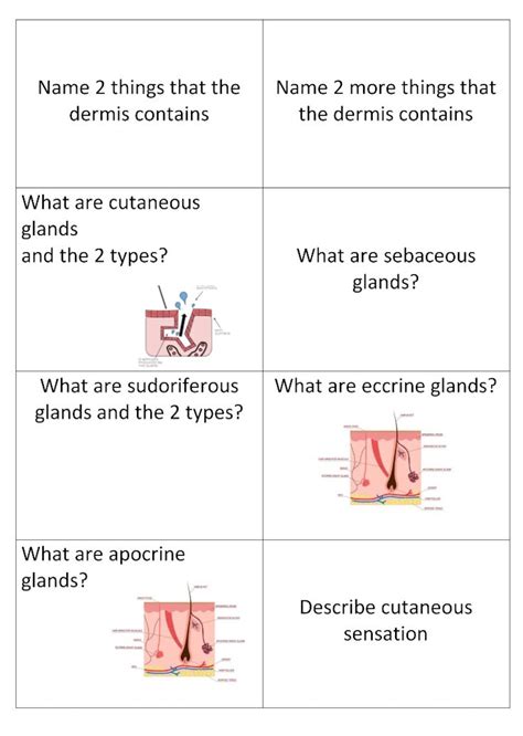 The Hypodermis is also known as the. . Integumentary system flashcards